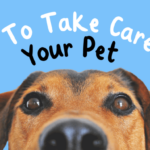 Pet care tips